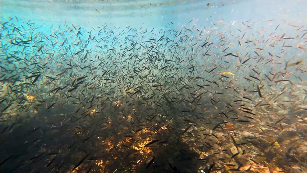 Bbc One - Planet Earth Iii - The Rock-climbing Gobies Of Bioko