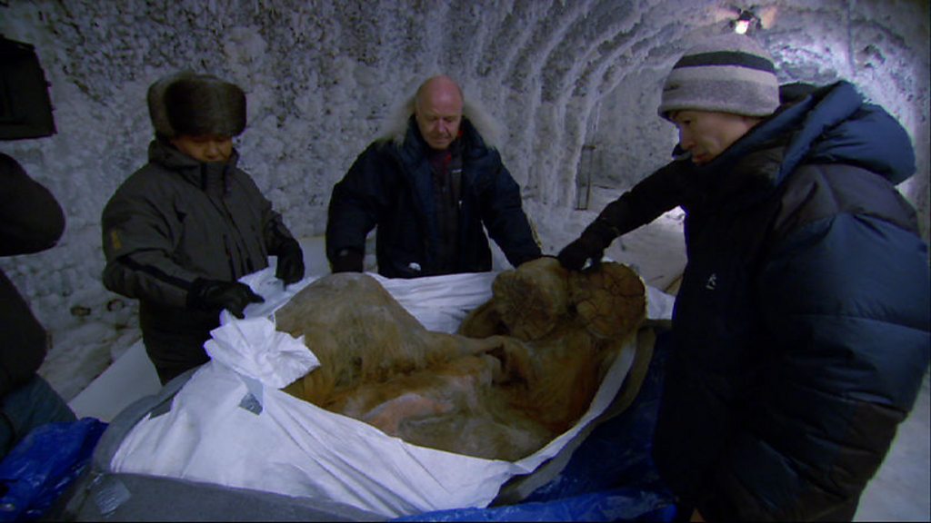 BBC Two - Woolly Mammoth: Secrets From The Ice, The Yuka Mammoth