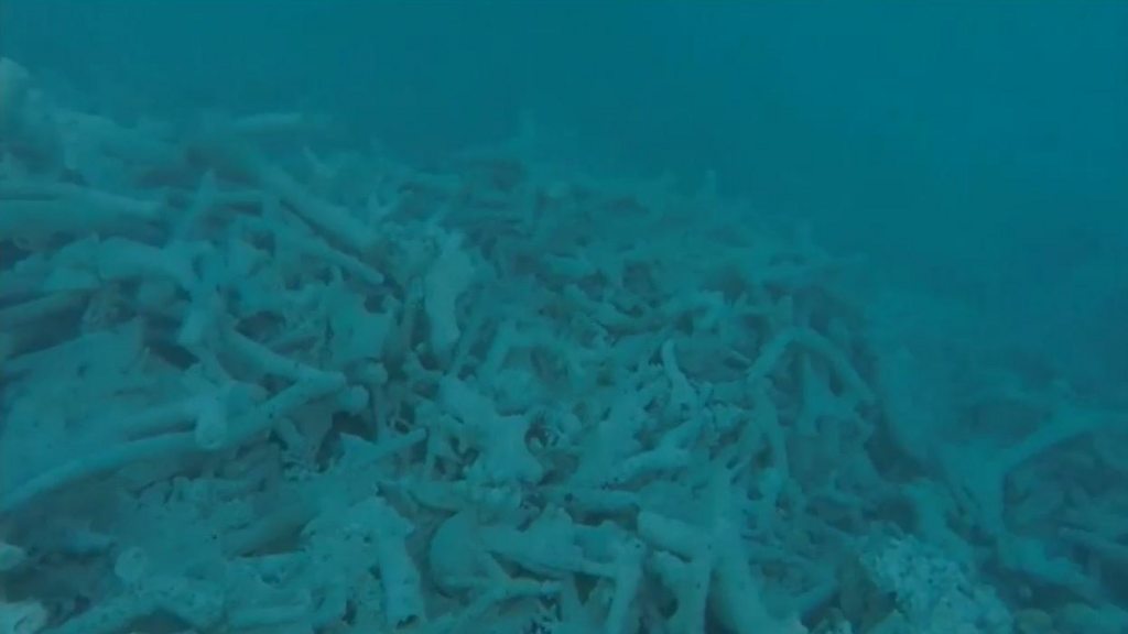 1622 外国 海外切手 中華民国 台湾 海洋生物 サンゴ ヒトデ