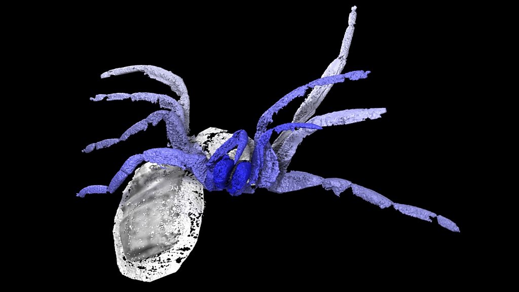 Ancient fossil was 'nearly a spider' - BBC News