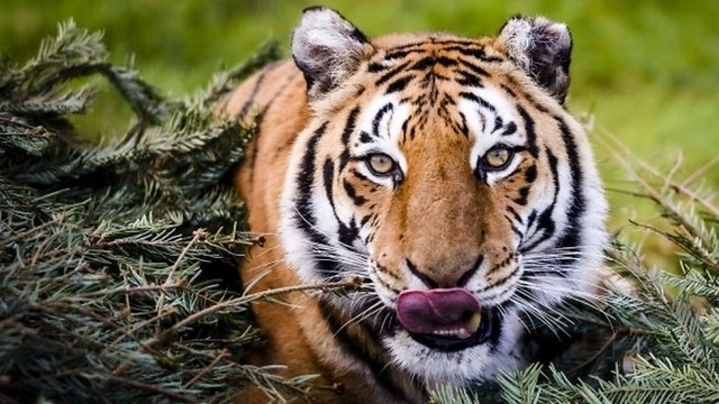 野生のトラの数が少し回復 しかし密猟の脅威はまだ - BBCニュース