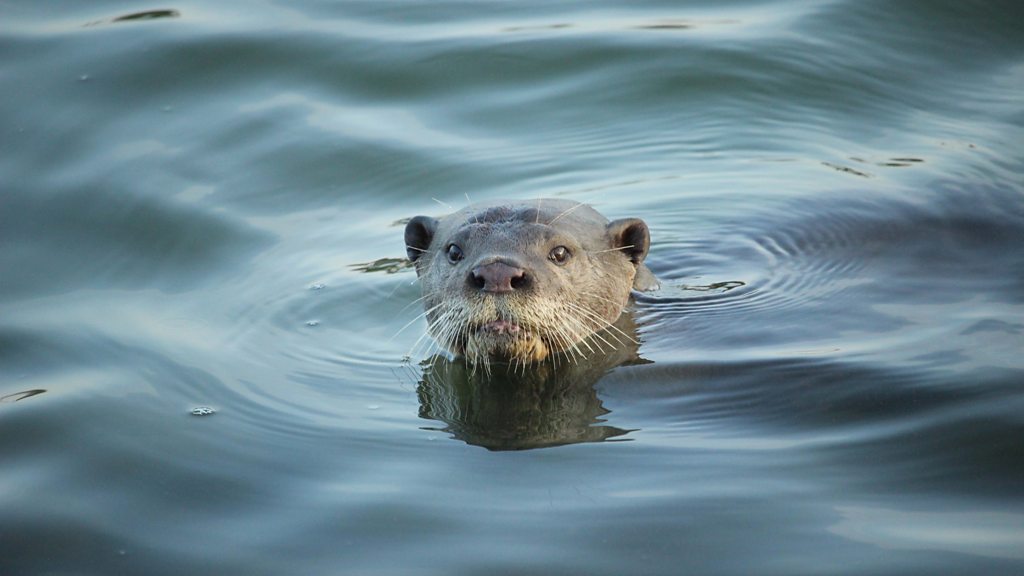 Singapore S Celebrity Urban Otter Family Bbc News