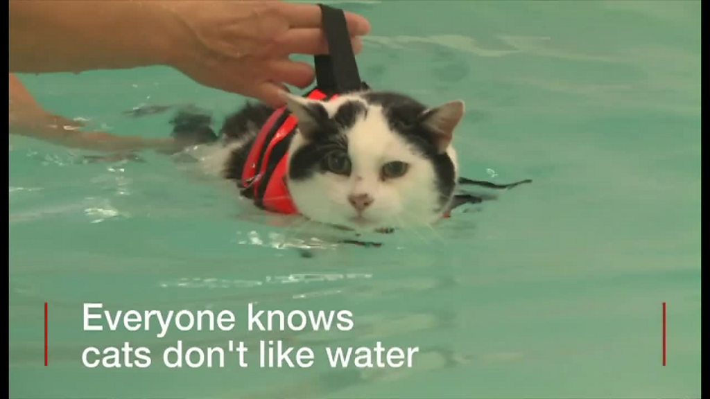 猫は水が嫌い なはずが すいすい減量に成功 cニュース