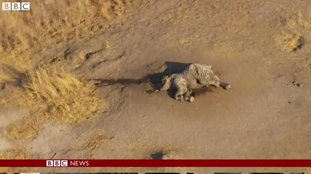 アフリカのゾウ激減　死体があちこちに