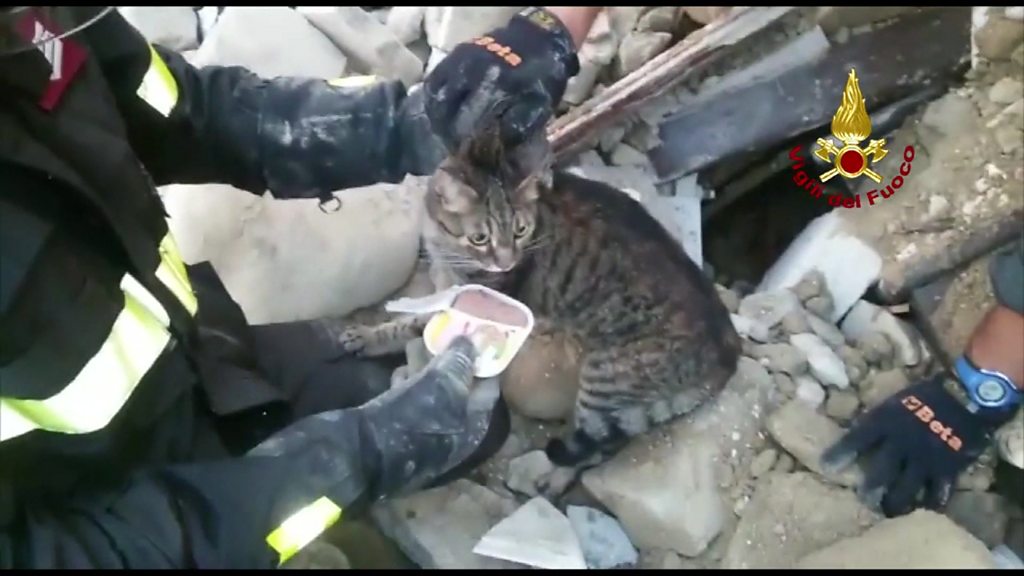 Kedi Pietro 16 gün sonra enkazdan çıkartıldı BBC News Türkçe