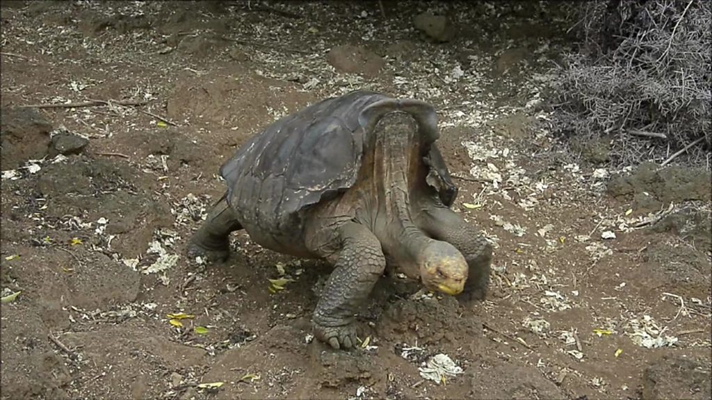 Tortoise with species-saving sex drive returns to Galápagos