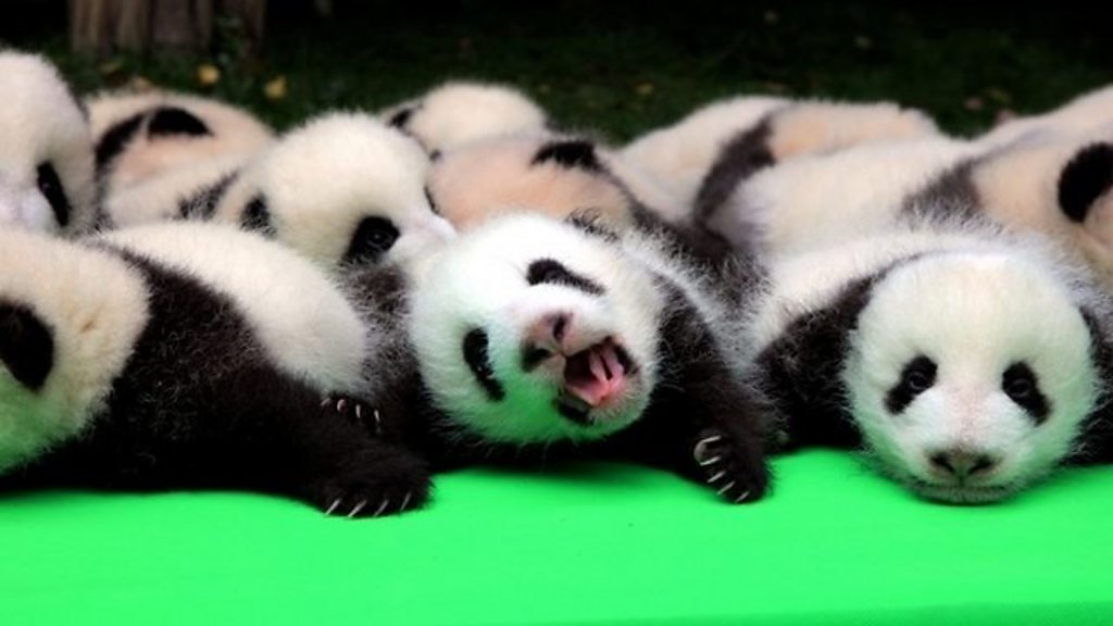 中国でパンダの赤ちゃん23頭がお披露目 cニュース