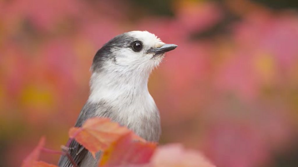 Canada's new national bird is the gray jay - BBC News