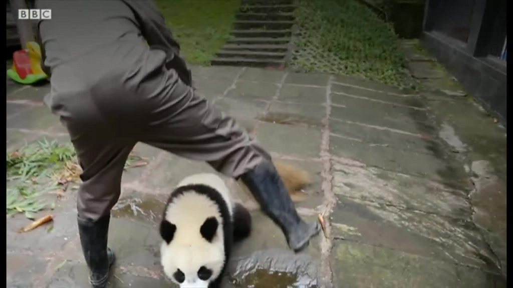 パンダの ベビーシッター 中国保護区の飼育員 cニュース