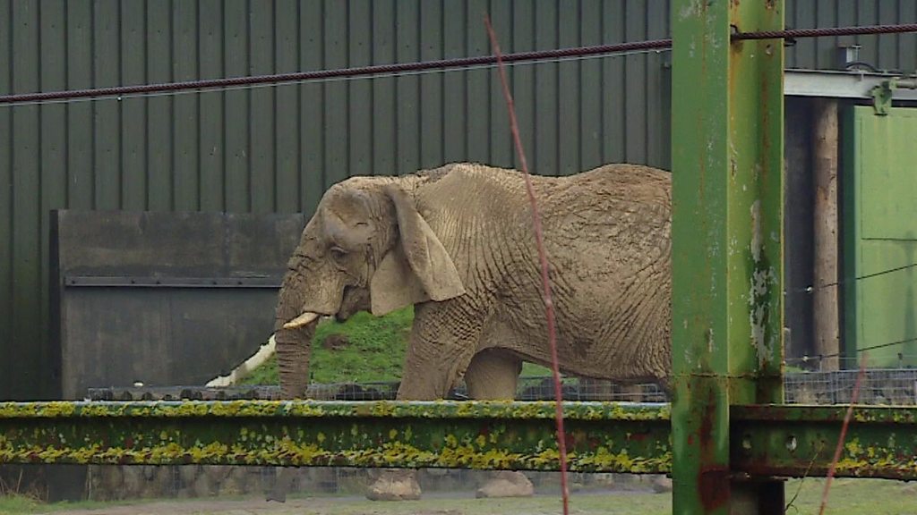 Sanctuary Call For 'lonely Elephant' At Blair Drummond Safari Park ...