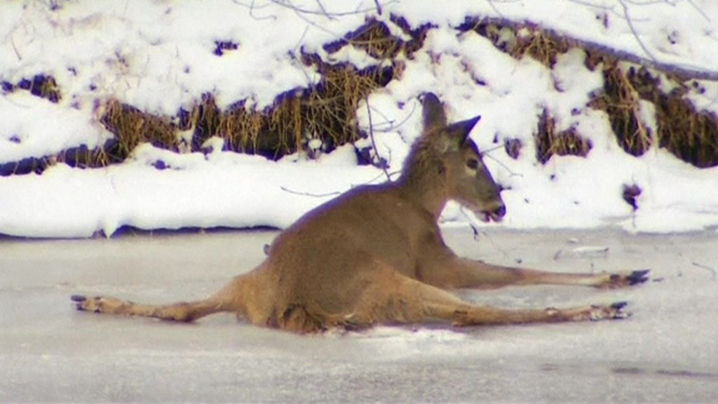 凍った川から鹿を救出 バンビ のようと cニュース