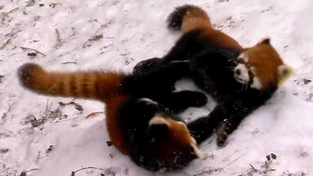 Aprende Ingles Los Cachorros De Panda Rojo Que Juegan En El Zoologico De Cincinnati c News Mundo