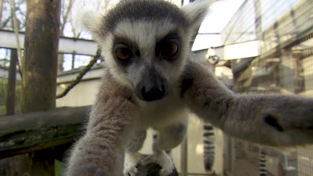 Primates facing 'extinction crisis' BBC News