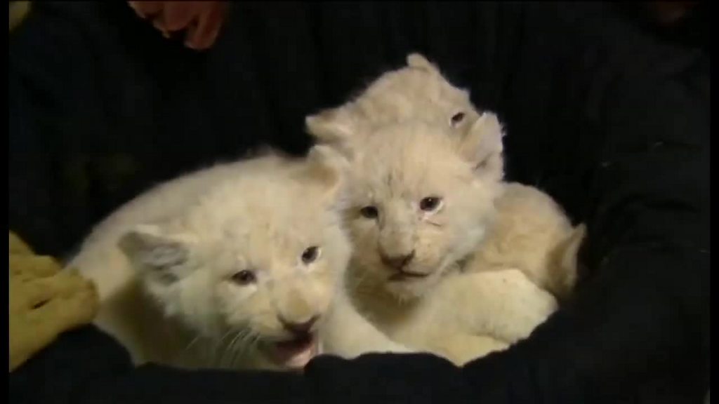 赤ちゃんホワイトライオンをお披露目 独動物園で - BBCニュース