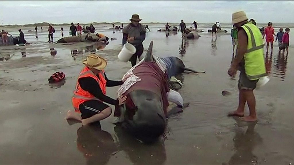 Race to save 100 stranded whales on New Zealand beach - BBC News