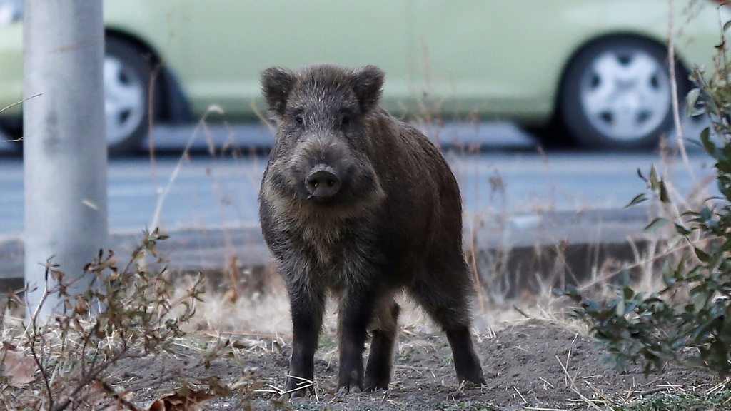 Fallout from nuclear weapons testing explains the 'wild boar