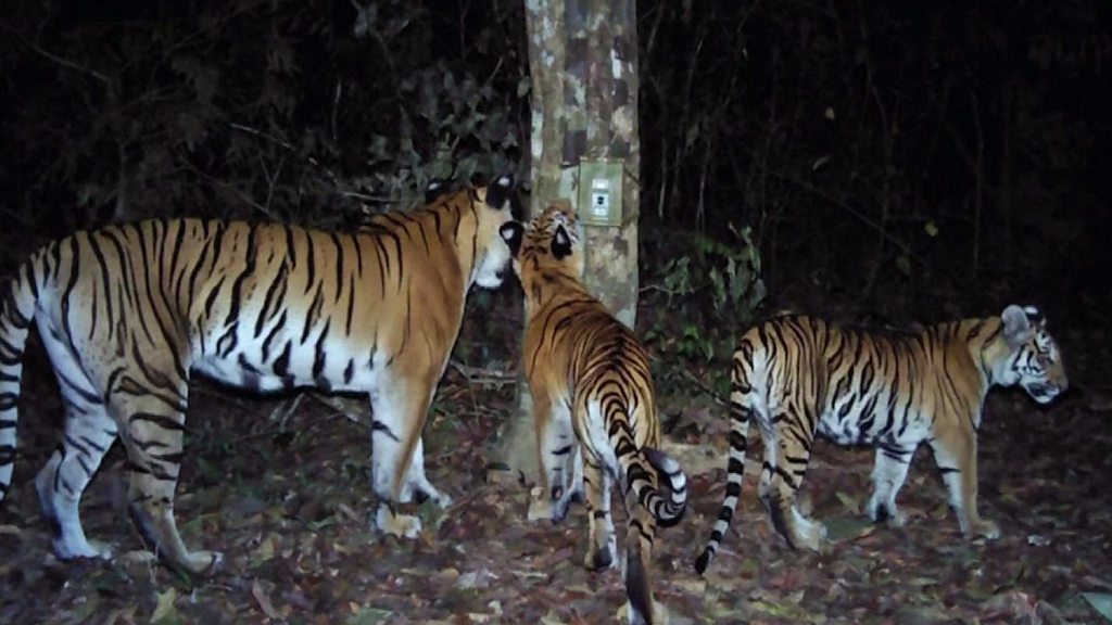 Group of rare tigers found in Thailand