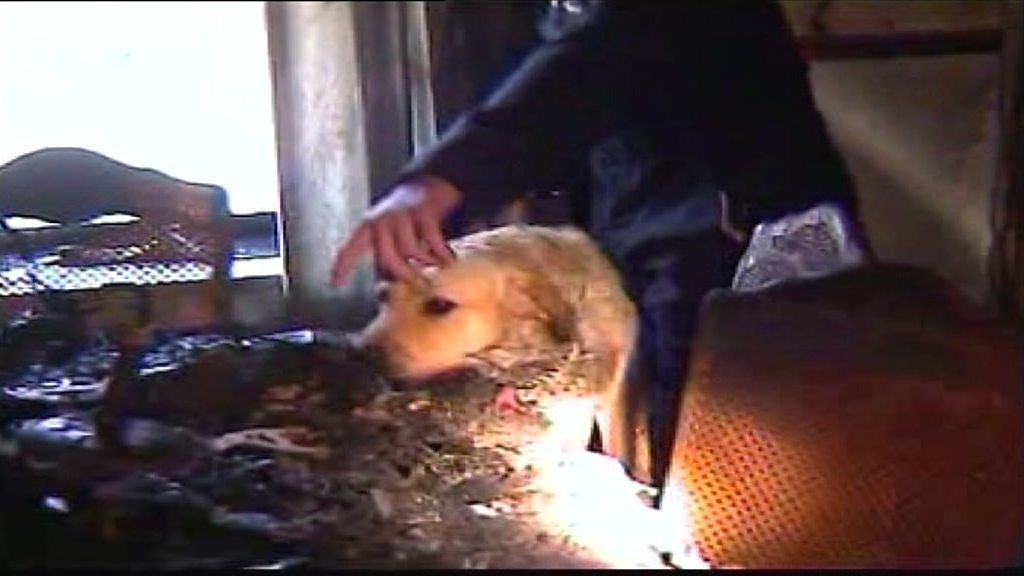 Wales' first fire investigation dog Sam dies at 18 - BBC News