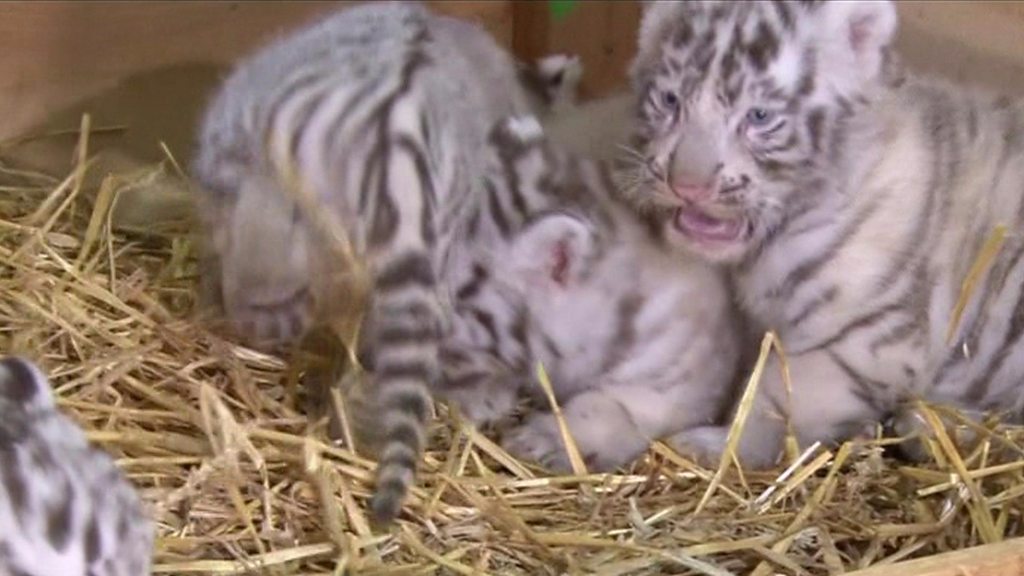 white bengal tiger cubs with blue eyes