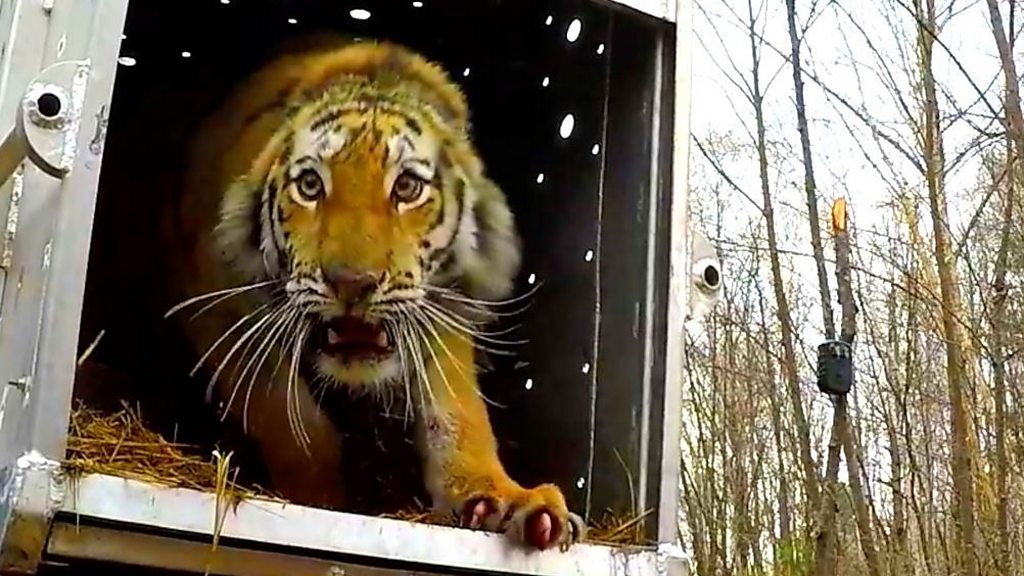 木に抱きつくトラ」の隠し撮り写真が大賞に 野生生物写真