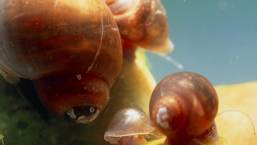 Newsday DNA map to help target disease carrying snails BBC Sounds