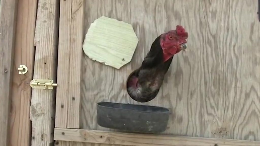 Cockfighting California Seizure Largest In Us History Bbc News 