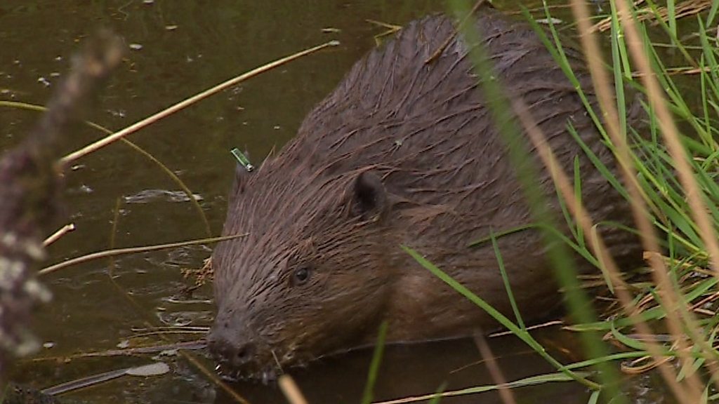 beaver-return-benefits-environment-bbc-news