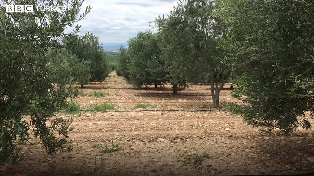 Zeytinlik Duzenlemesi Tasaridan Cikarildi Bbc News Turkce