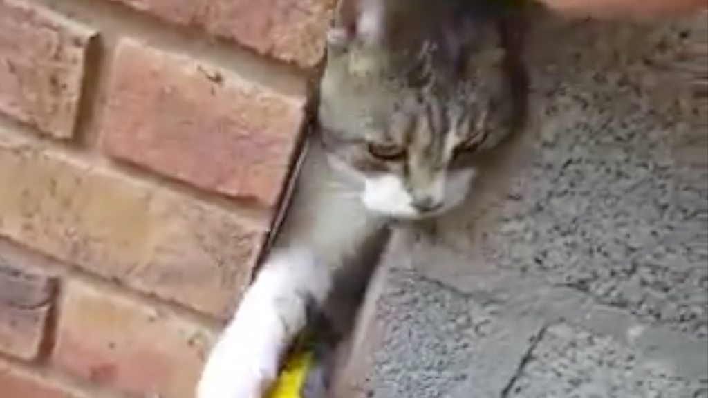 Cat freed after getting stuck in wall