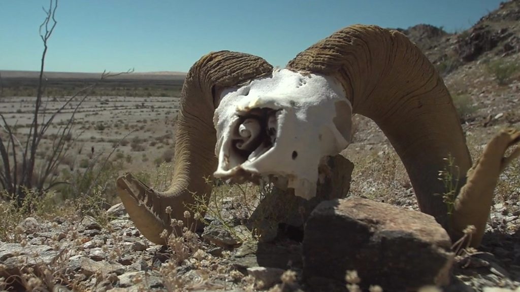 Trump's divided desert: Wildlife at the border wall