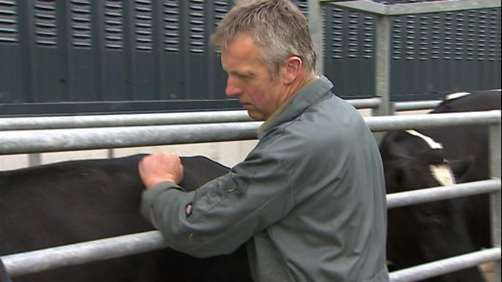 Bovine TB risk map outlined in new Wales approach - BBC News - BBC News
