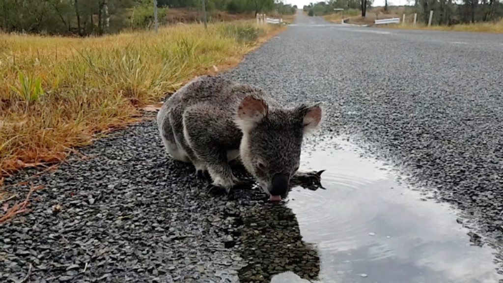 Australian Zoo Asks For Help Naming Rare White Koala, Smart News