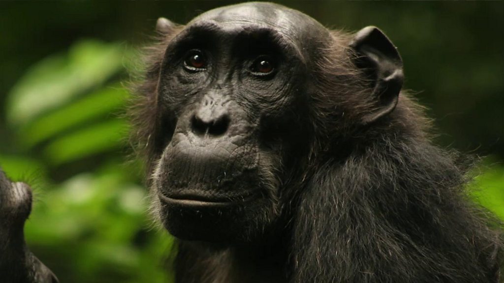 Watched chimps change their hunting habits - BBC News