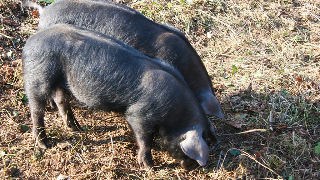 BBC Sounds Big Pig, Little Pig by Jacqueline Yallop Available Episodes