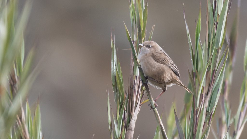 10 especies de aves que sólo pueden verse en Colombia y fascinan a expertos  y avistadores - BBC News Mundo