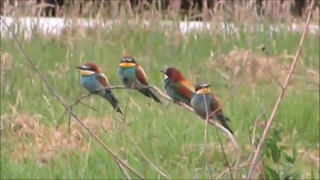 Rare bee-eaters under 24-hour guard in East Leake quarry