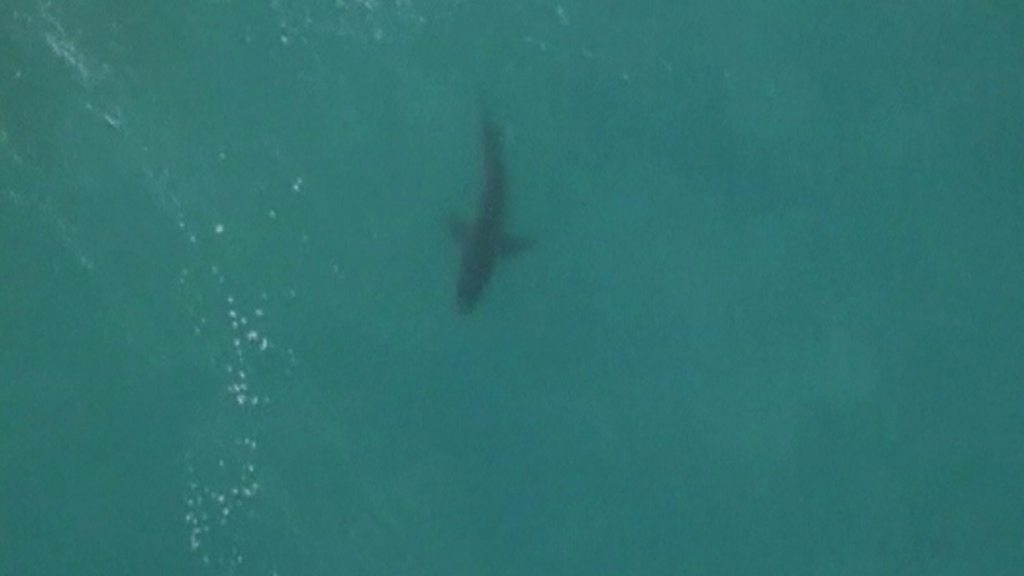 Australian surfer Mick Fanning in another shark scare