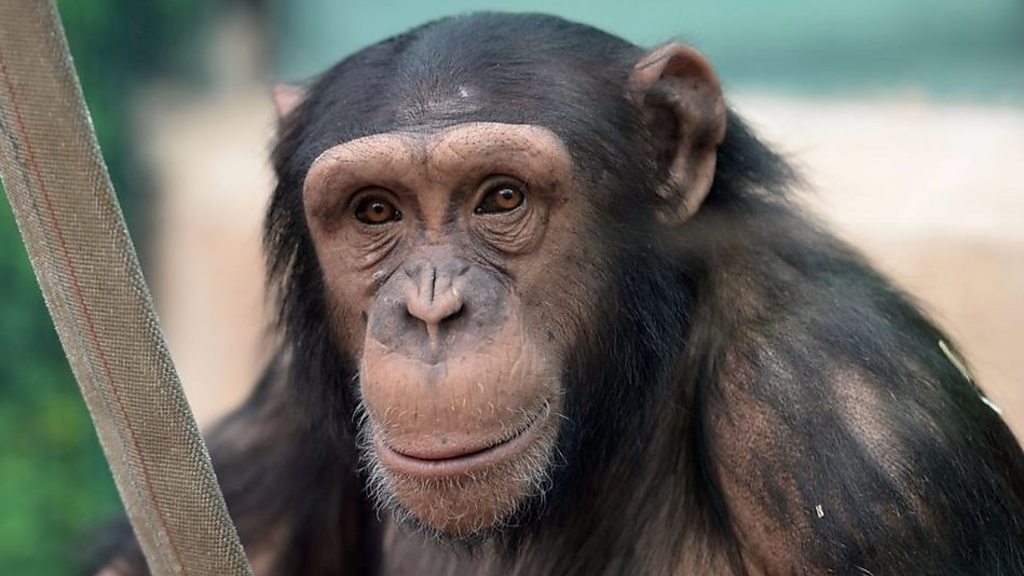 チンパンジー 919HJM+ghZL._AC_UF350,