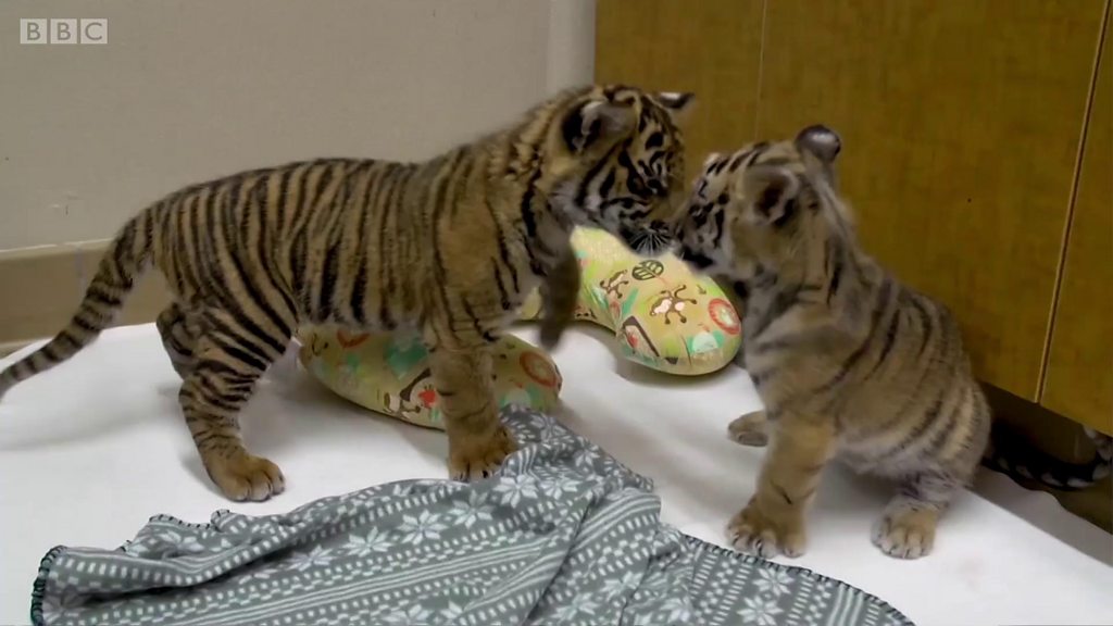 どちらもひとりぼっちだった……2匹の子トラが対面し - BBCニュース