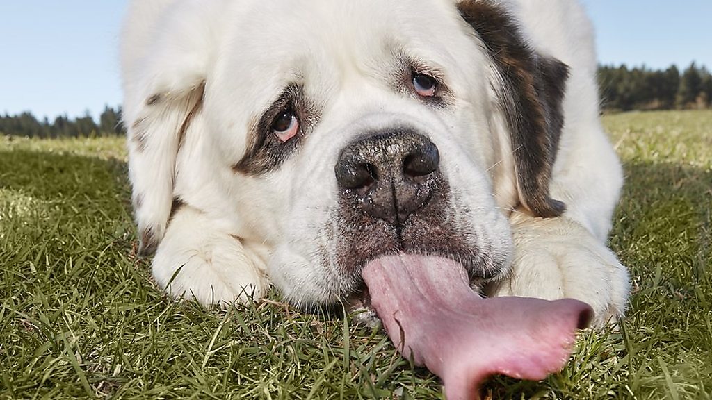 世界一長い舌の犬 米サウスダコタ州 cニュース