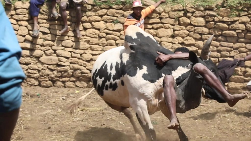 Os Jovens Que Lutam Com Touros Em Busca Do Amor Bbc News Brasil 