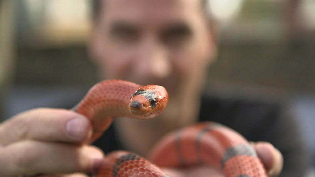 Molécula em veneno de cobra inibe reprodução do coronavírus, revela  pesquisa brasileira - Forbes