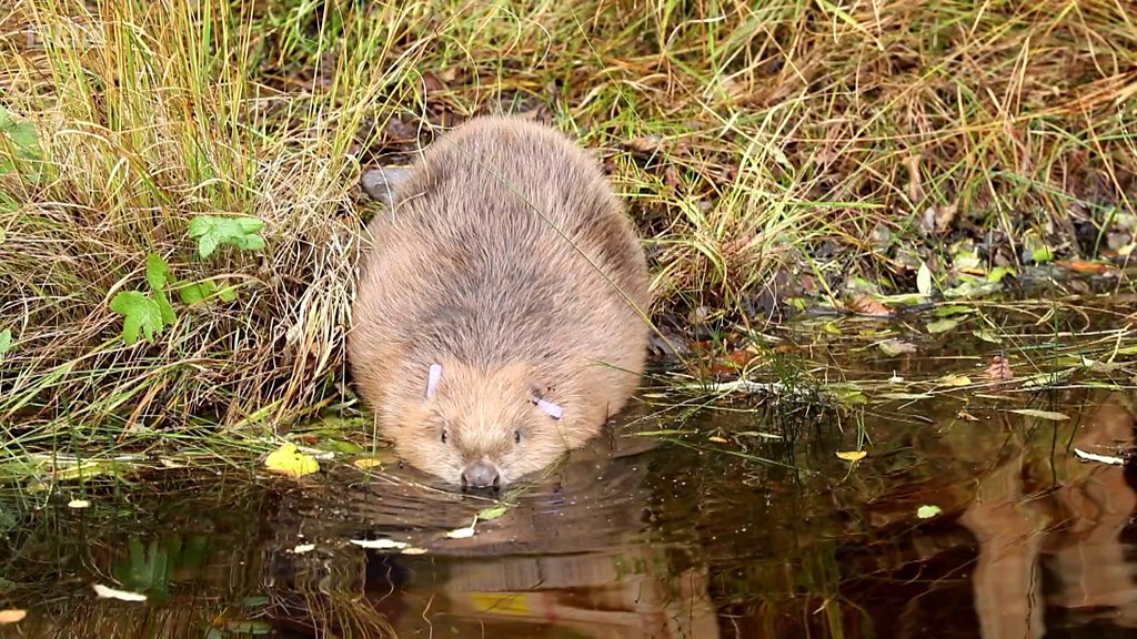 More Beavers Reintroduced To Knapdale Forest Bbc News