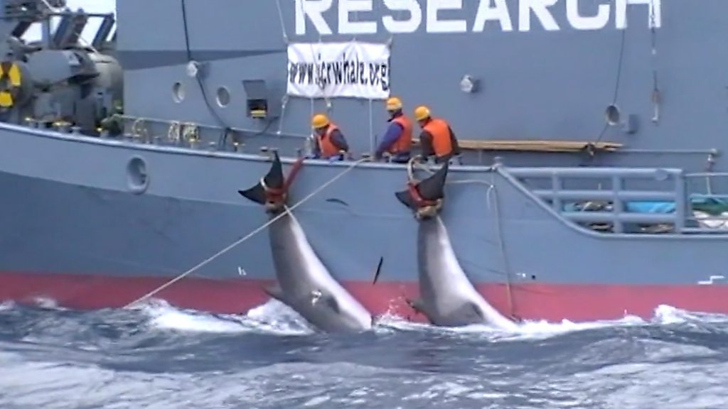 絶対捕鯨禁止区域~In the antarctic whales sanctuary~ [DVD] 環境保護団体シーシェパードの実態に迫る 絶対捕鯨禁止区域~In the antarctic whales sanctuary~ [DVD