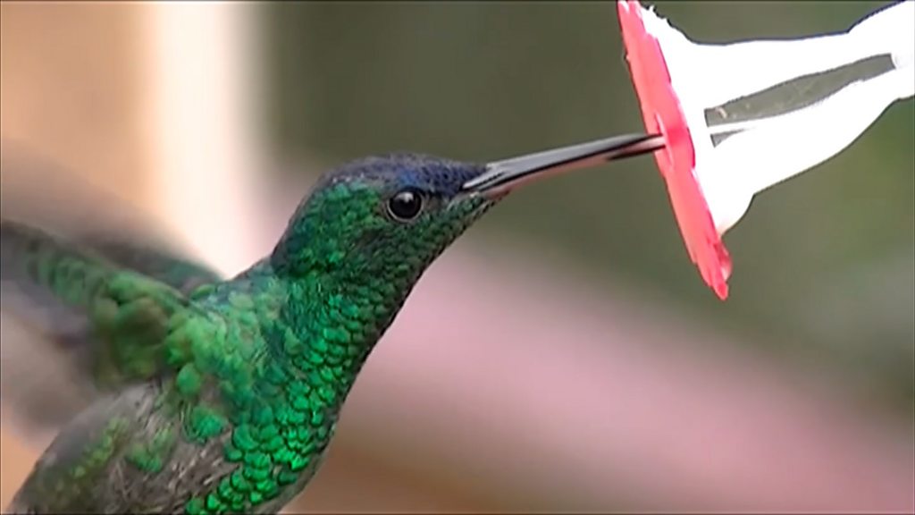 Tajna Yazyka Kolibri Zamedlennaya Semka Bbc News Russkaya Sluzhba