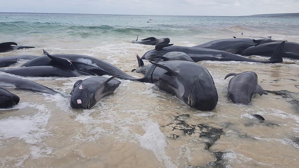 Beached whales die en masse in Australia