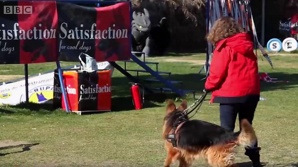 İspanya�da eş şiddetine karşı köpek korumasına başvuran kadınlar BBC