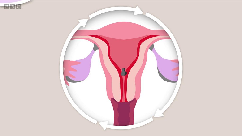 Menstruação: O que é?