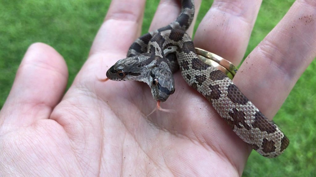 Meet 'Double Dave', the two-headed snake - BBC Newsround