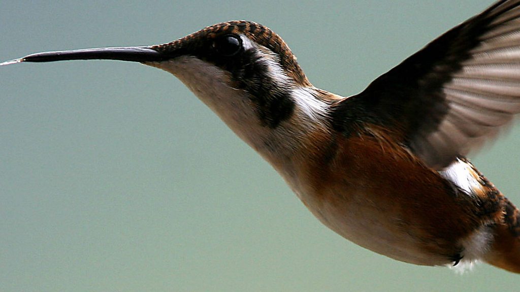 hummingbird by nicola davies